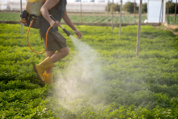 Best Wasp Removal Services  in Bishop, TX