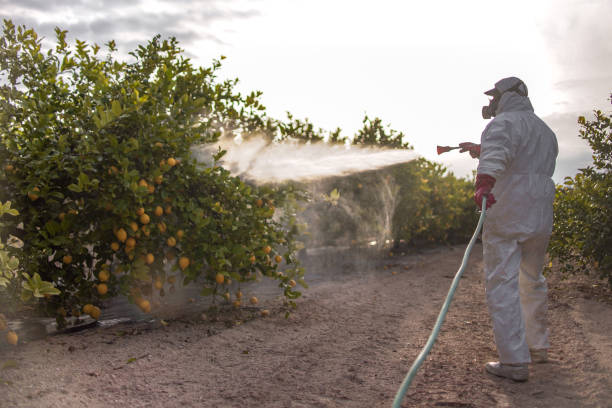 Best Bed Bug Extermination  in Bishop, TX