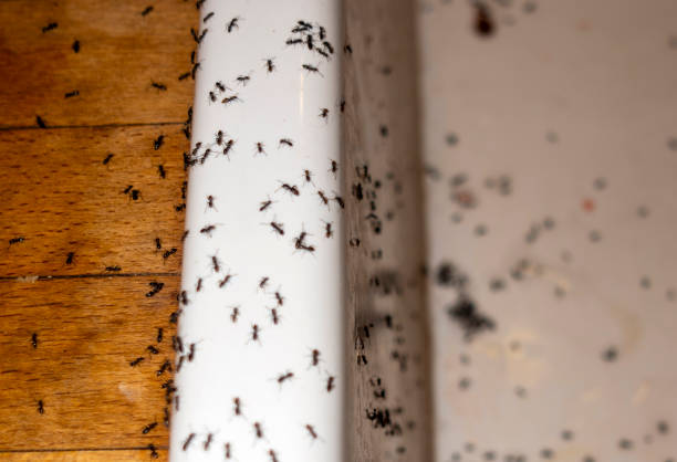 Best Commercial Pest Control Services  in Bishop, TX
